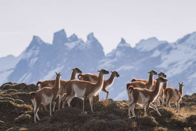 Guanaco grazing on grass against sky