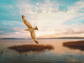 Bird flying over sea against sky