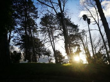 Low angle view of silhouette trees in forest
