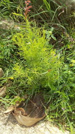 High angle view of plants growing on field