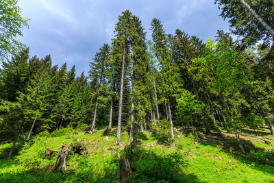 Low angle view of trees in forest against sky