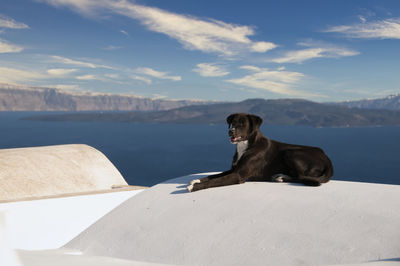 Dog sitting on mountain against sky