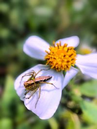 Close-up of insect on flower