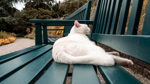 Cat sitting on bench