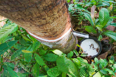 Close-up of tree stump