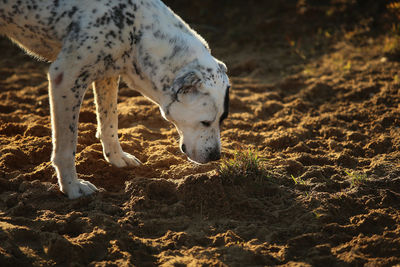 View of a dog on beach