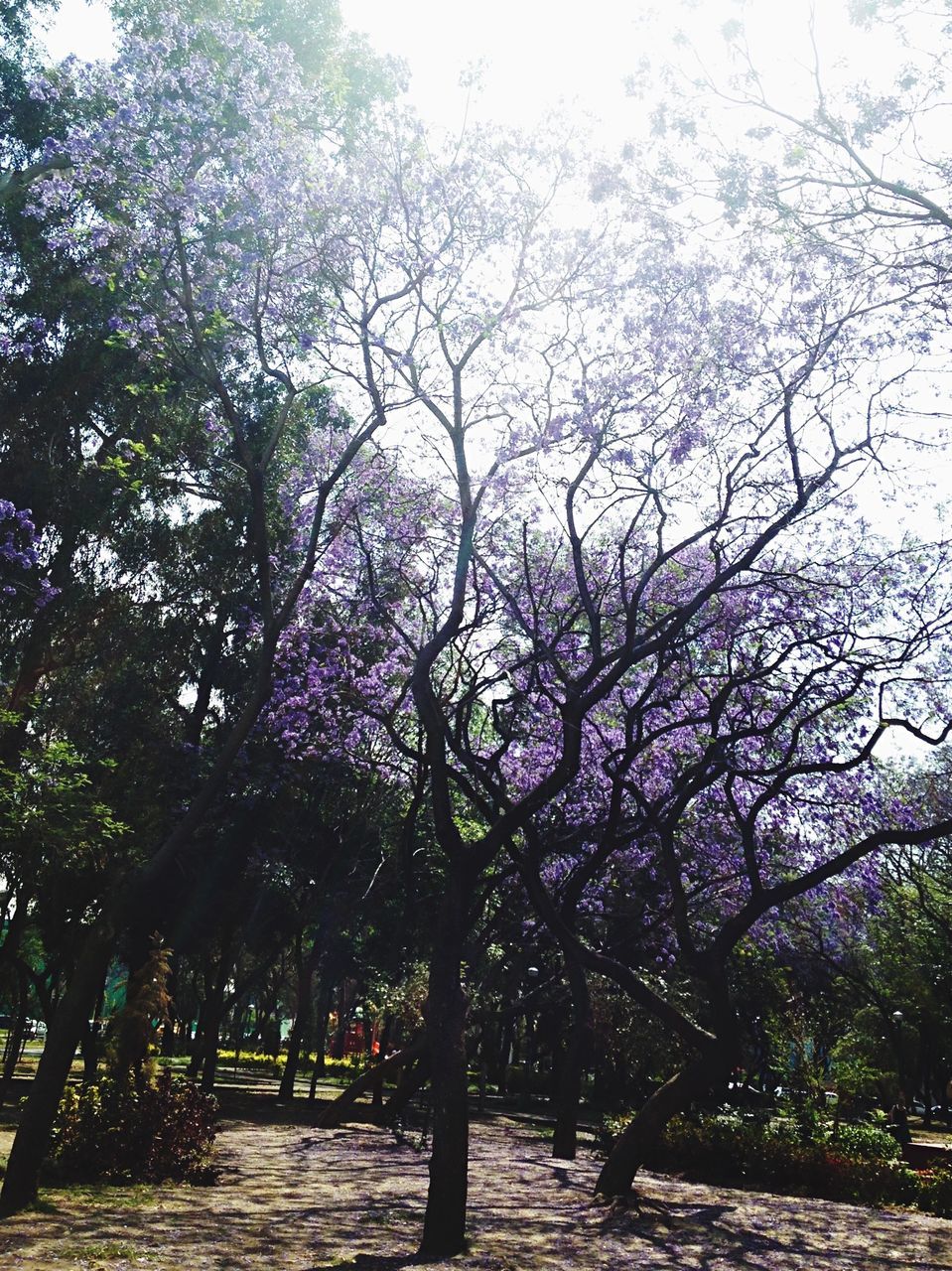 tree, growth, nature, beauty in nature, outdoors, no people, sky, scenics, low angle view, branch, flower, water, day