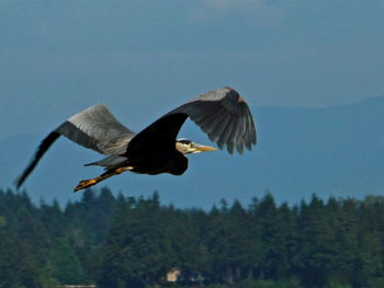 Low angle view of eagle flying against clear sky