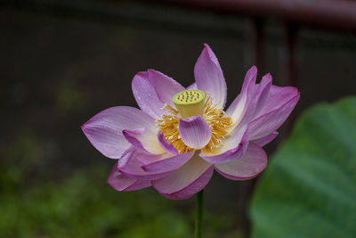 Close-up of pink water lily