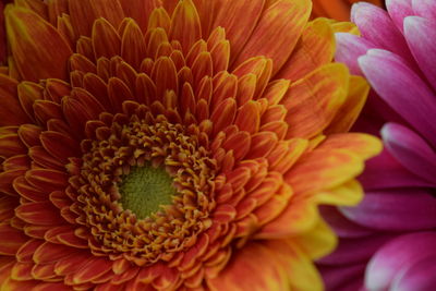 Full frame shot of orange flower