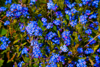 Close-up of purple flowering plants