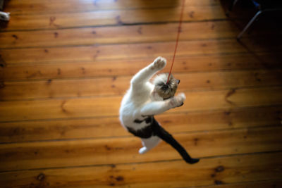 High angle view of cat playing with toy over hardwood floor at home