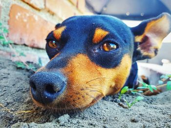 Close-up portrait of miniature pinscher resting on field