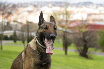 Malinois shepherd in the park