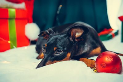 Close-up of dog