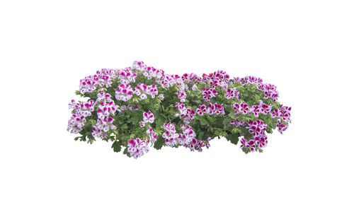 Close-up of pink flowering plant against white background