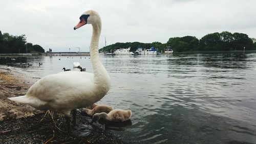 Swan swimming on lake against sky