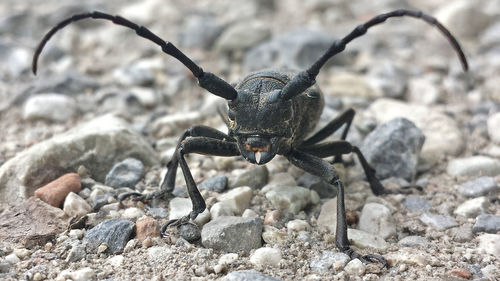 Close-up of morimus asper on field