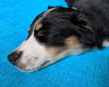 Close-up of dog sleeping