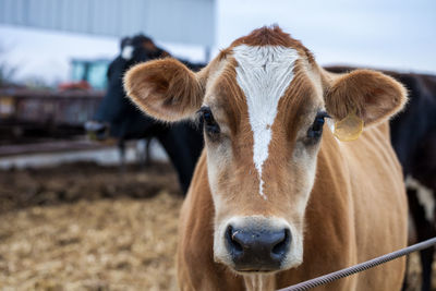 Close-up portrait of cow on field