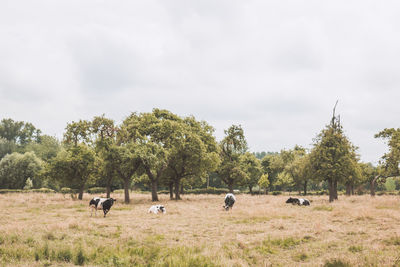 Cows grazing on field against sky