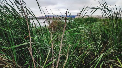 Close-up of grass by sea against sky