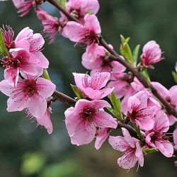 Close-up of pink flowers blooming outdoors