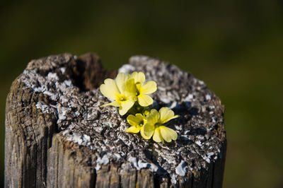 Close-up of yellow flowers on tree trunk