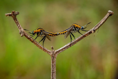 Close-up of insect on plant