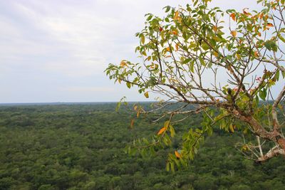 Plants growing on land against sky