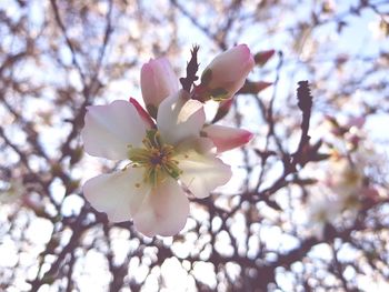 Low angle view of apple blossoms in spring