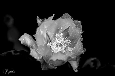 Close-up of raindrops on white rose flower