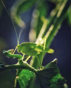 Close-up of insect on plant