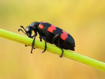 Close-up of ladybug on leaf