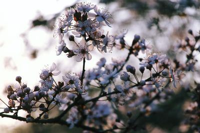 Close-up of cherry blossom tree