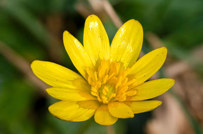 Close-up of yellow flowering plant