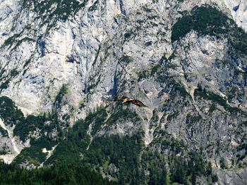 Eagle flying against rocky mountains