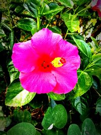 Close-up of pink flower blooming outdoors