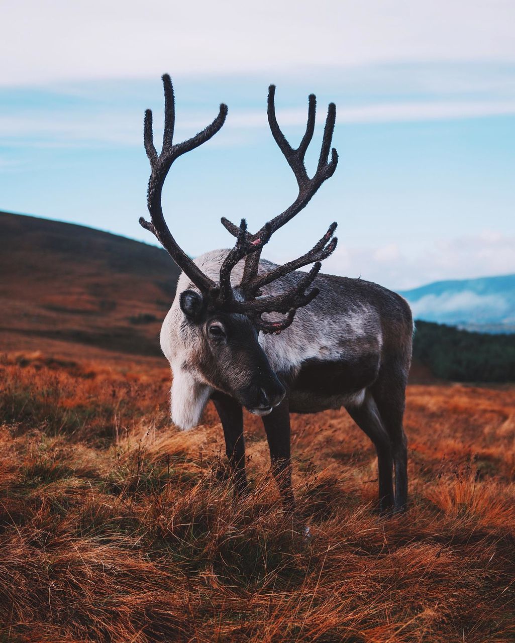 animal, animal themes, animal wildlife, mammal, deer, reindeer, antler, one animal, wildlife, nature, no people, landscape, elk, environment, sky, day, plant, outdoors, land, beauty in nature, standing, domestic animals, scenics - nature, grass, non-urban scene, portrait, full length