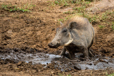 Common warthog squats in mud watching camera