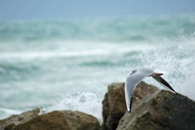 Seagull flying over sea