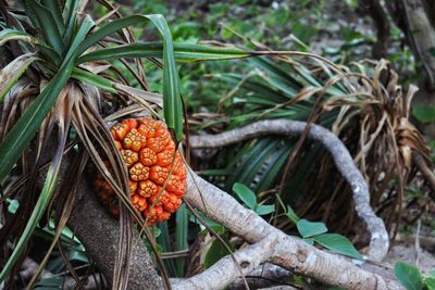 Fruit growing on tree