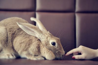 Cropped hand of woman touching rabbit at home