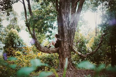 Low angle view of trees in forest