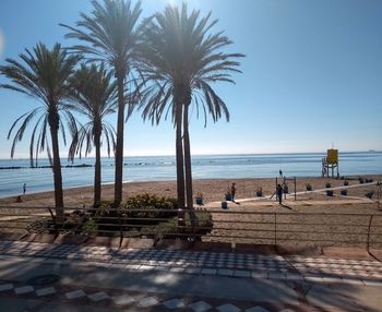 Palm trees on beach against sky