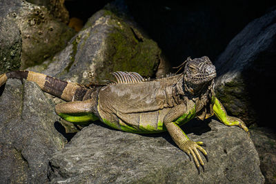 Close-up of iguana on rock