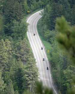 Motorcycles on serpentine scenic road viewed from above through pine trees