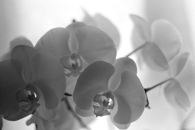 Close-up of flowers against blurred background