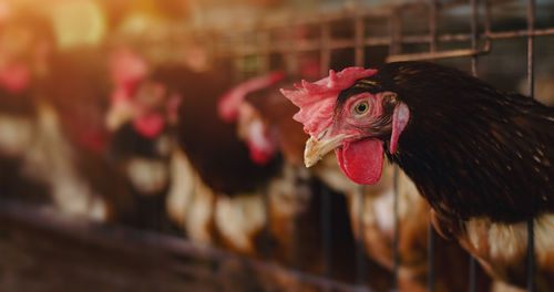 Close-up of rooster in rusty metallic cage