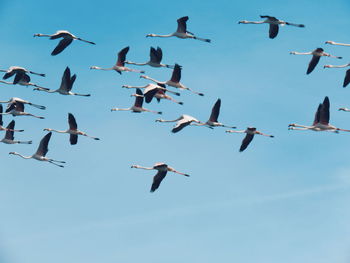 Low angle view of birds flying against clear sky